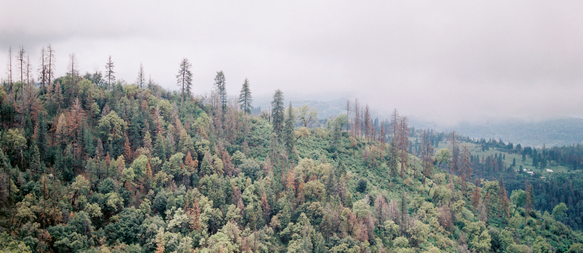 Scholars Search Academy & Jr College , Korpana